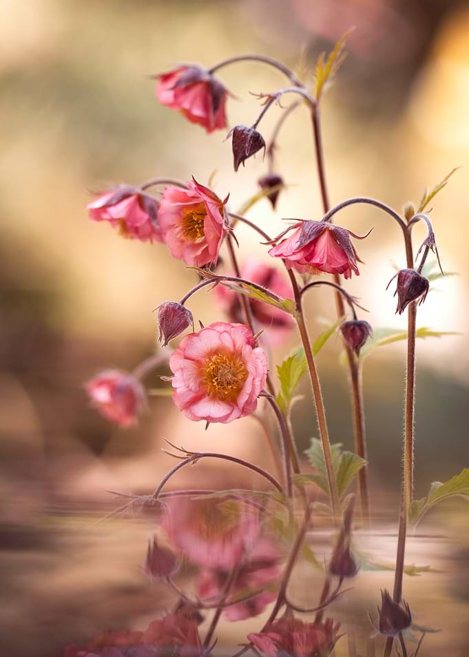 Delicate Pink Flowers with Reflection