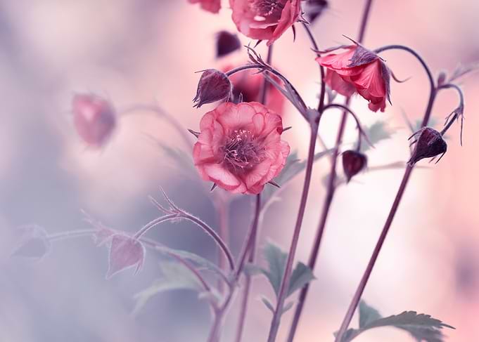 Delicate Pink Flowers