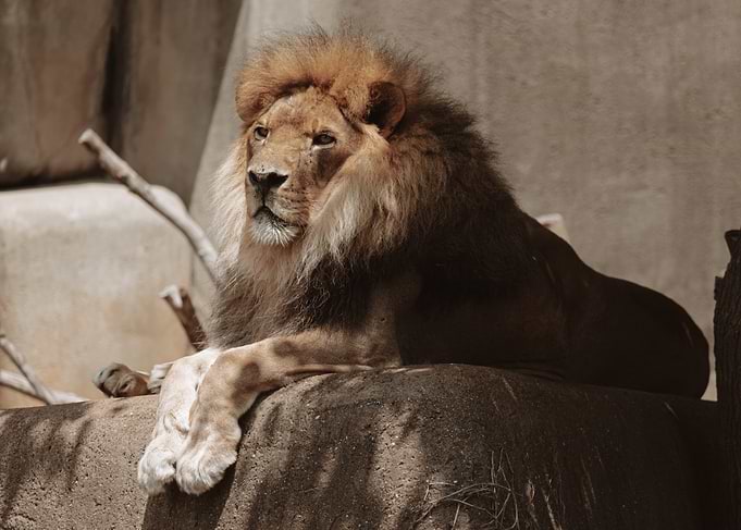 The Watchful King