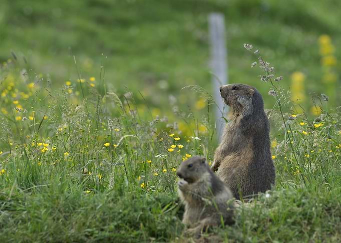 Two Marmots in a Grassy Field