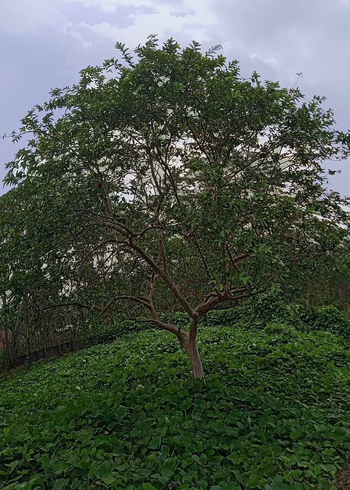 Tree in a field of green 4