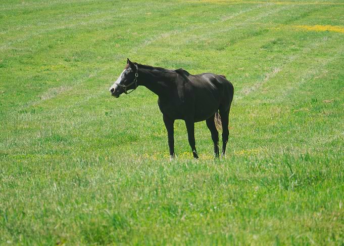 Black Horse in a Green Field