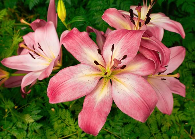 Pink Lily Flowers