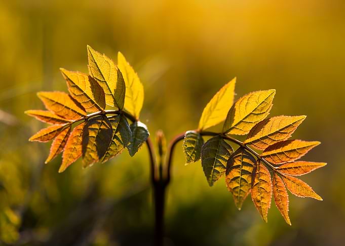 Young Leaves in Golden Sunlight