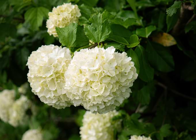 Close-up of blooming Snowball Viburnum