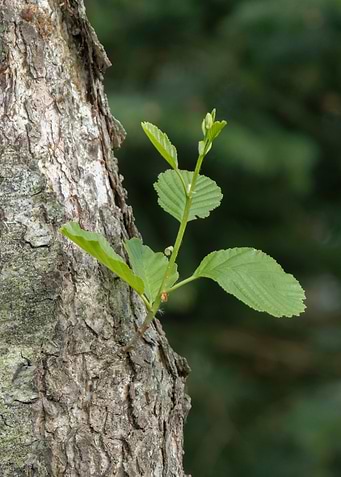 New Growth on Tree Trunk