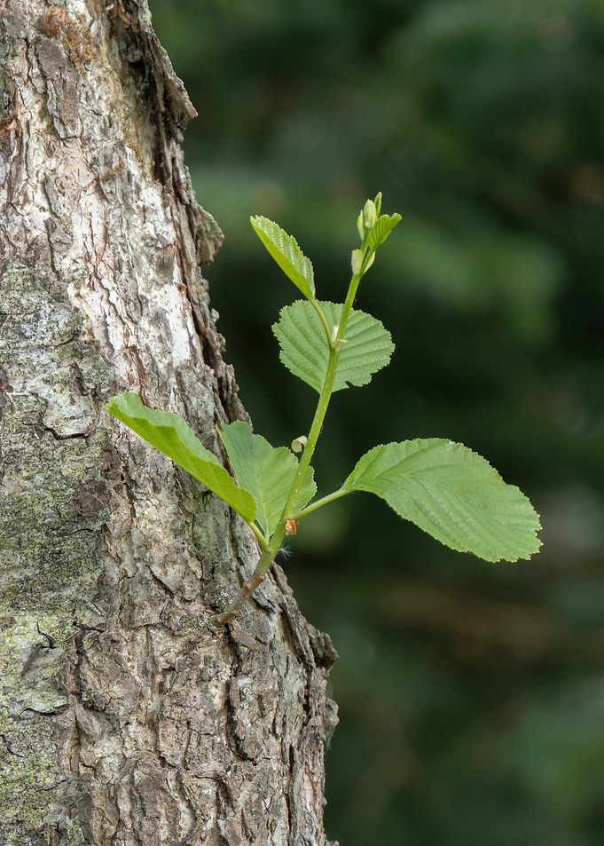 New Growth on Tree Trunk