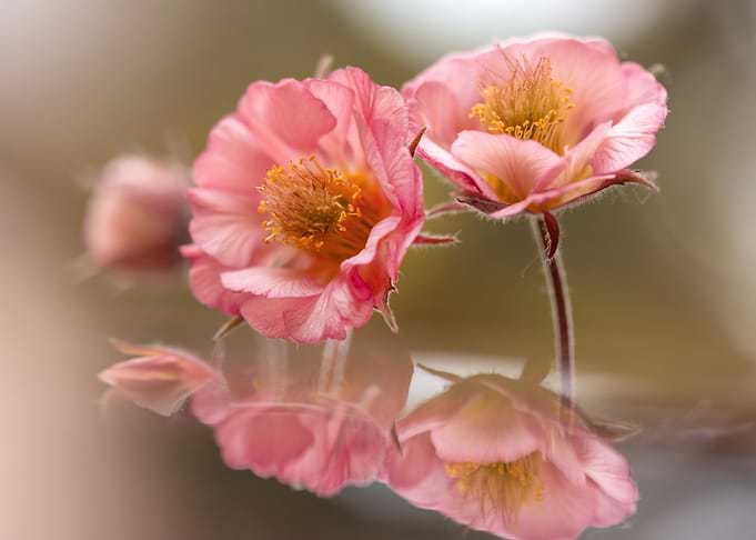 Delicate Pink Flowers with Reflection