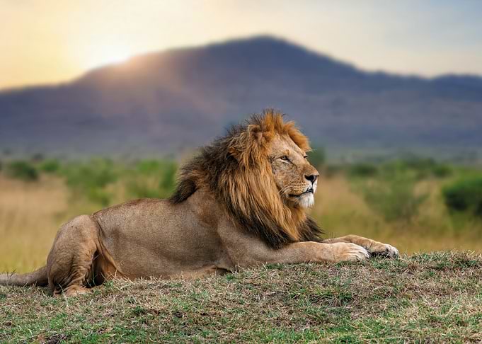 Majestic Lion Resting in the Savannah