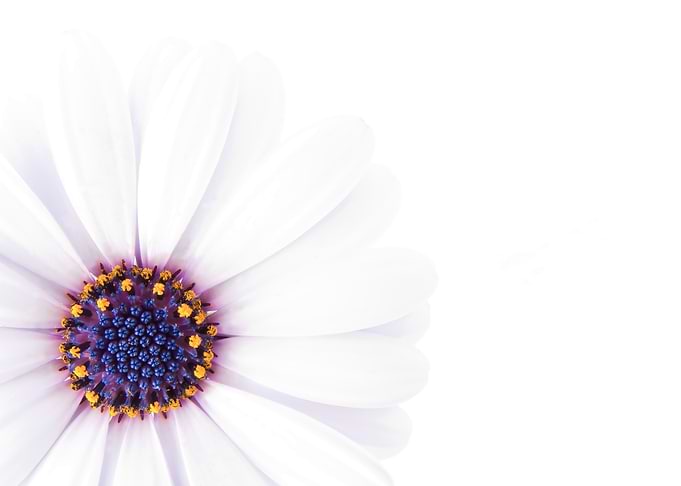 White Daisy flower. Minimalist High-Key Macro Photo of a Daisy Flower on White