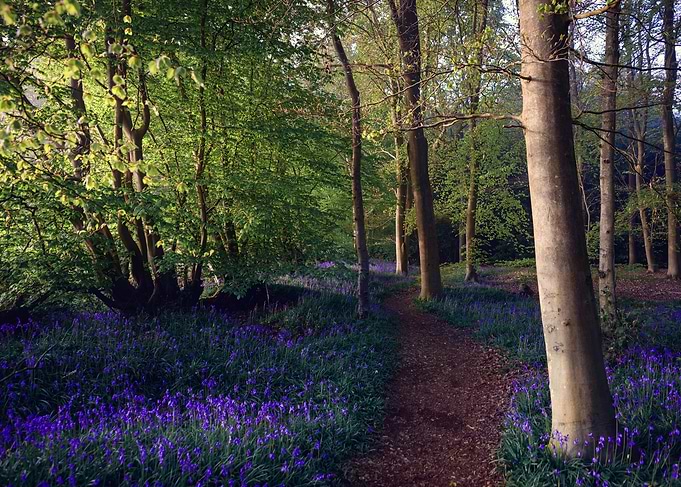 Bluebell Woodland Path