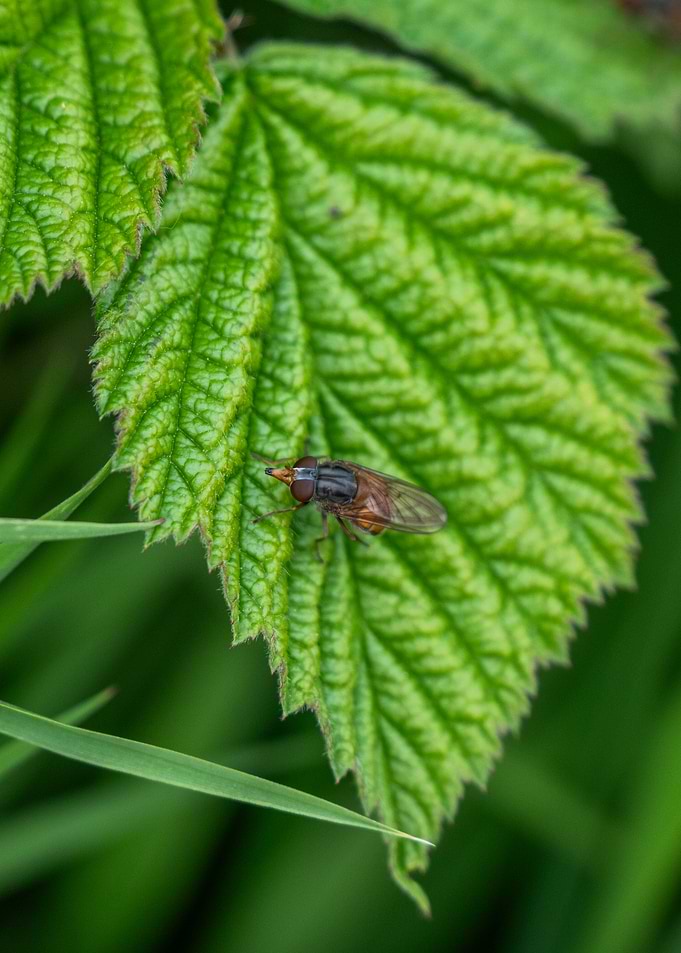 Fly on a Green Leaf
