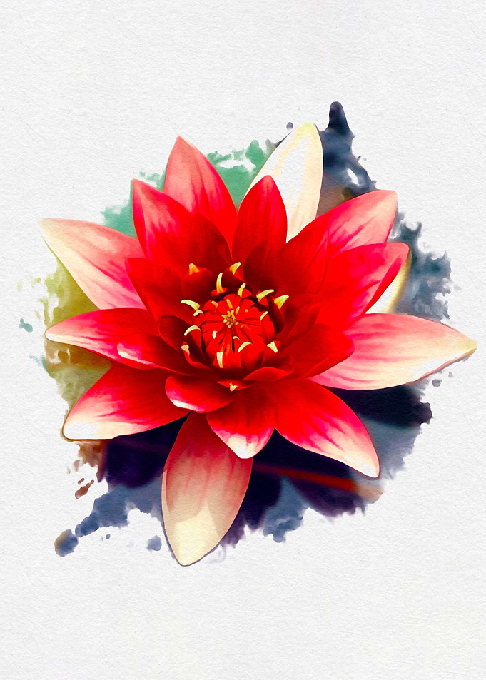 Red Lotus Flower Watercolor Painting