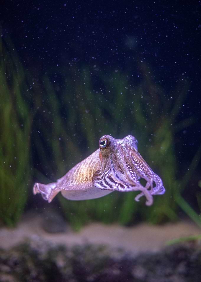 Cuttlefish