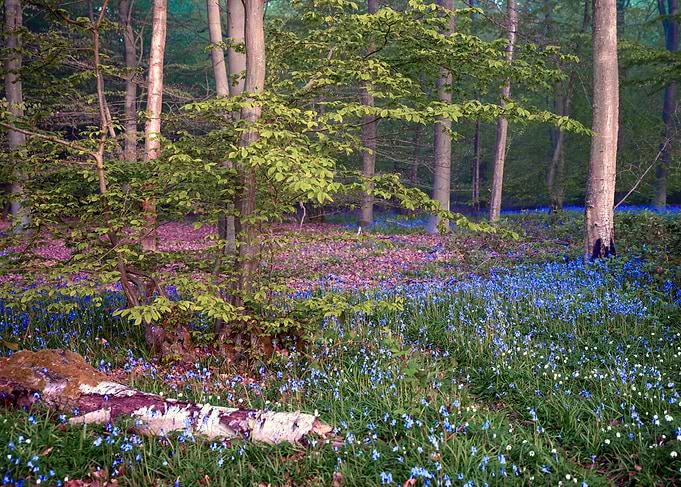 Bluebell Woodland Scene