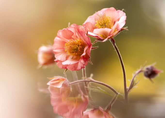 Peach-colored flowers with reflection