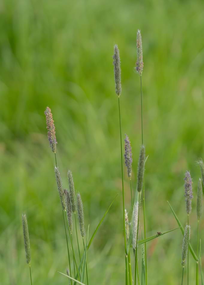 Green Grass