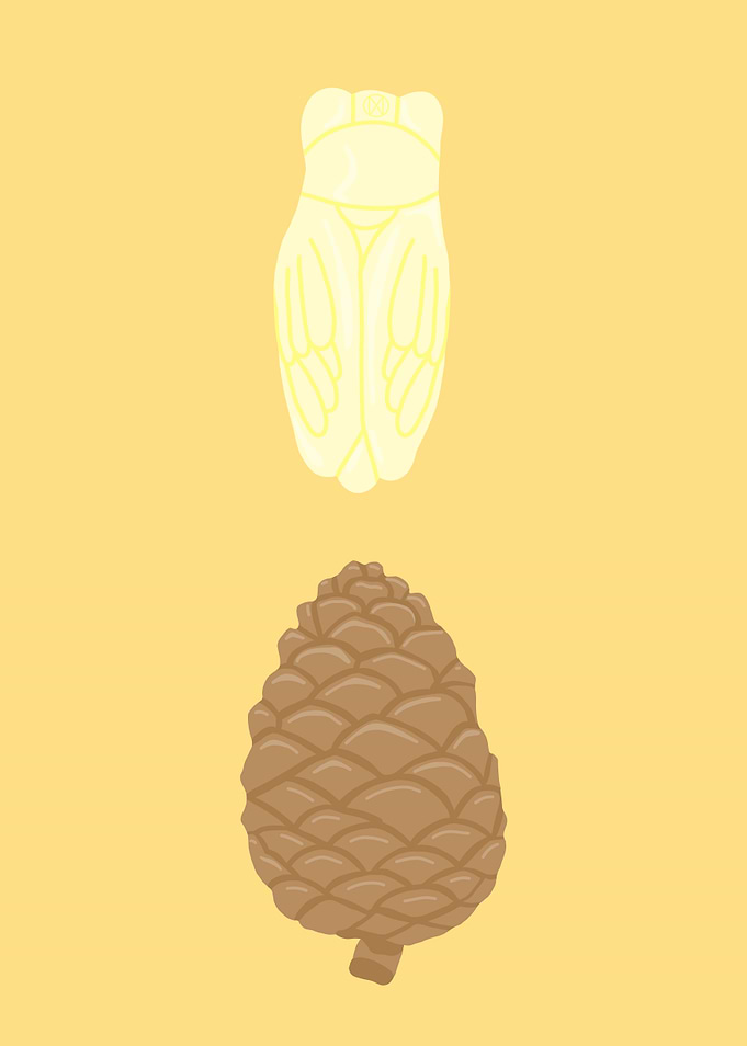 Cicada and Pine Cone Illustration