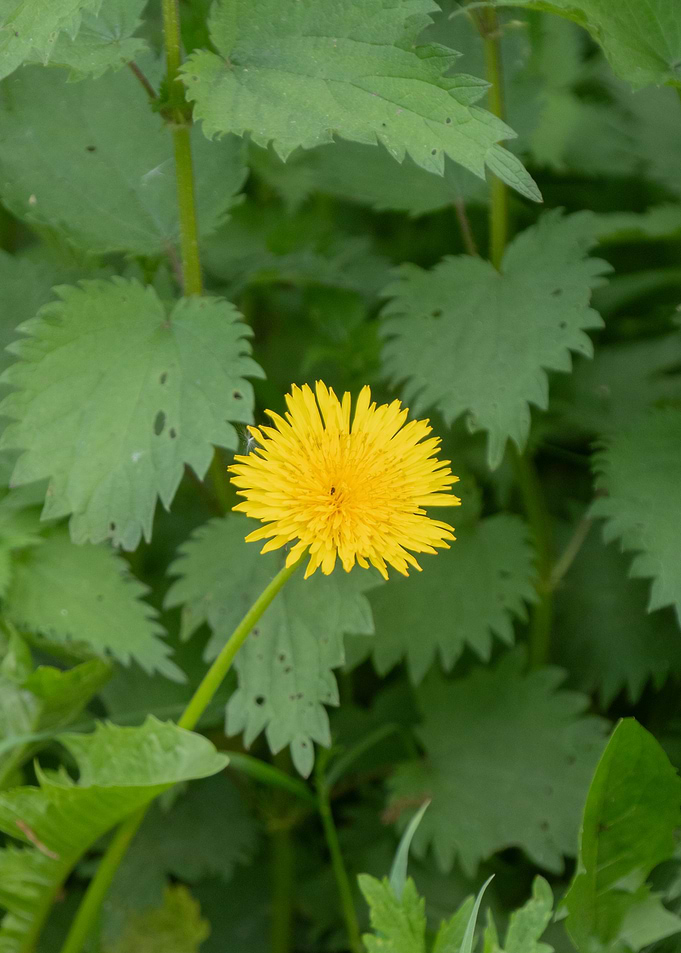 Yellow flower in green foliage
