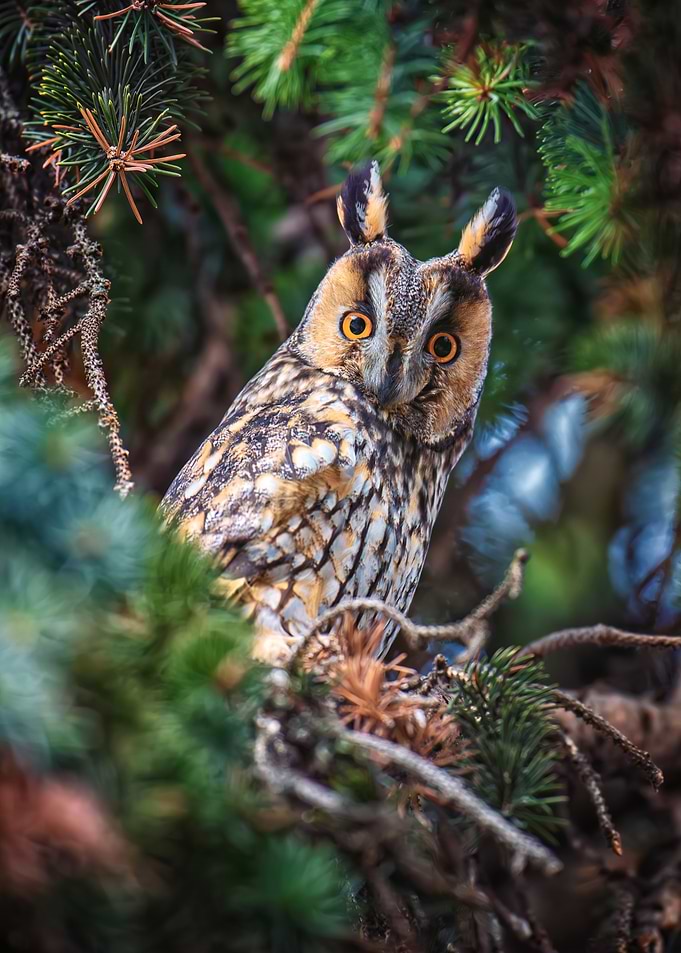 Long-eared Owl in Evergreen Tree