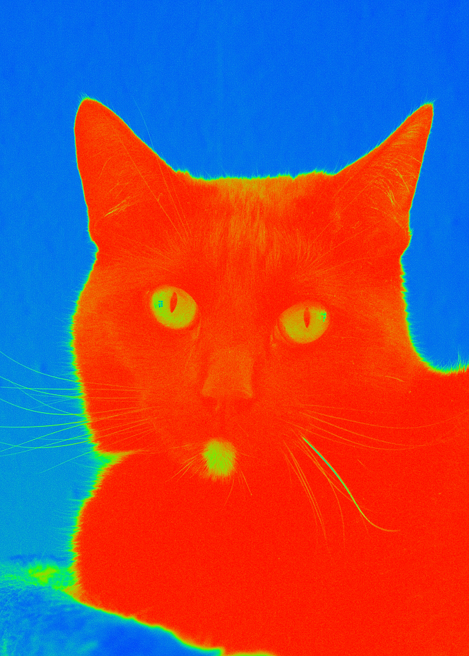 Thermal Cat Portrait
