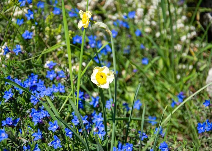 Daffodils and Blue Flowers