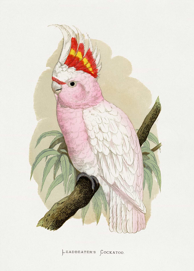 Leadbeater's Cockatoo Vintage Illustration