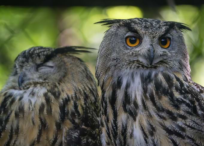 Two Owls: One Awake, One Asleep