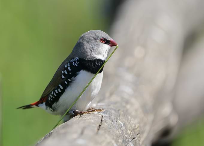 Diamond Firetail Bird with Grass