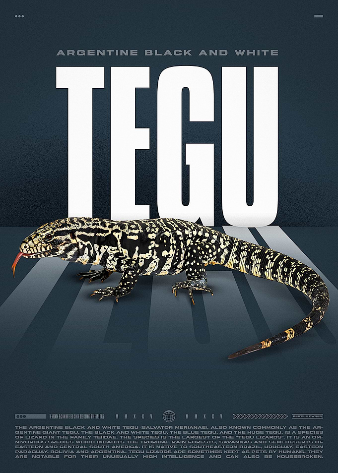 Argentine Black and White Tegu Poster