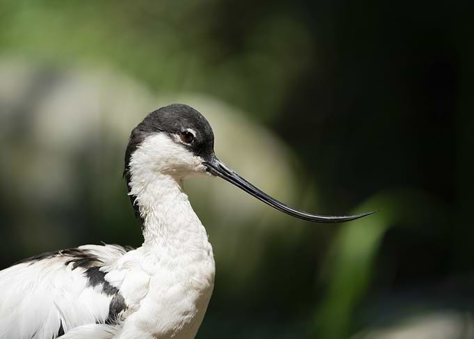 Avocet Bird Portrait