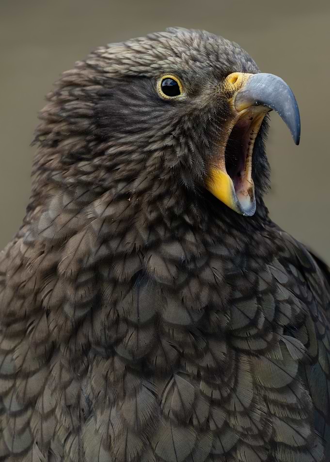 Close-up of a Kea Bird
