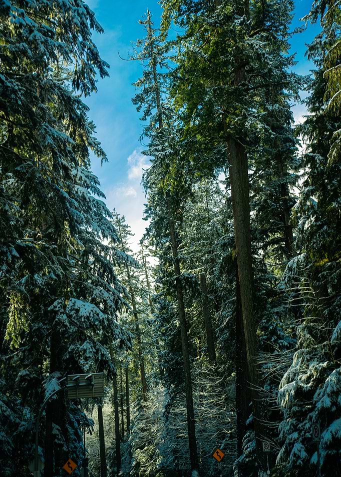 Snowy Forest Canopy