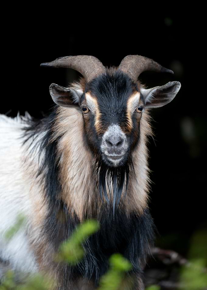 Portrait of a Goat