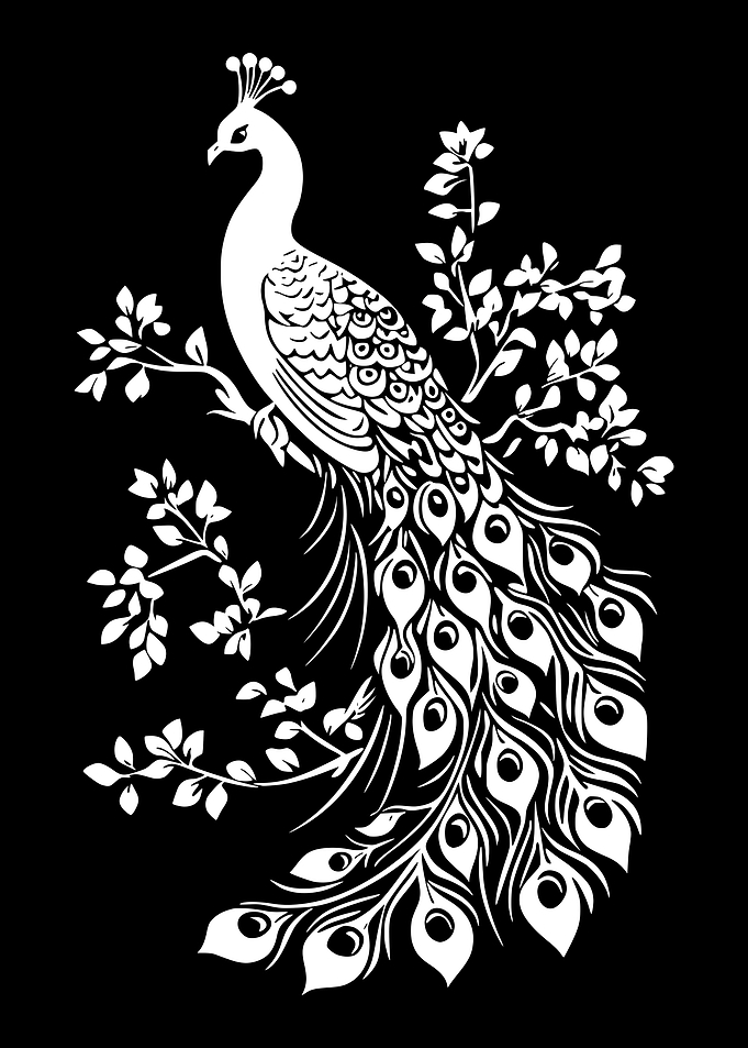 White Peacock on Black Background