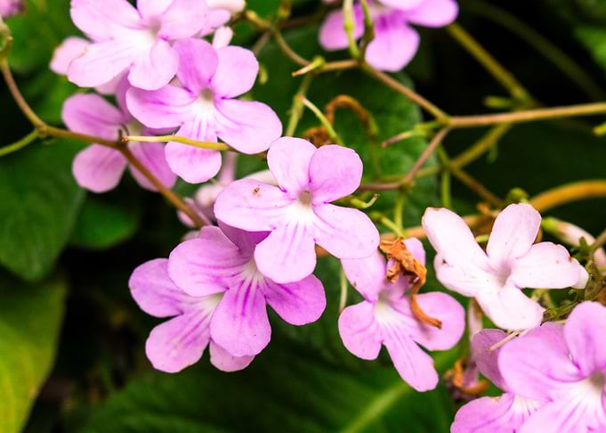 Lilac