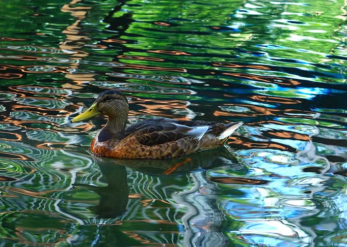 A Duck in Disguise