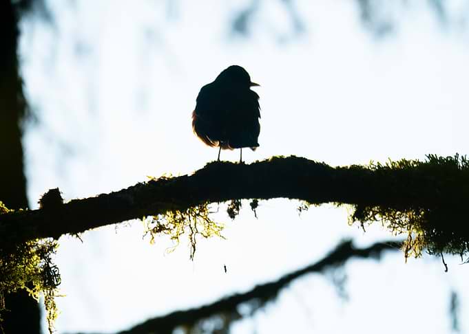 Silhouette