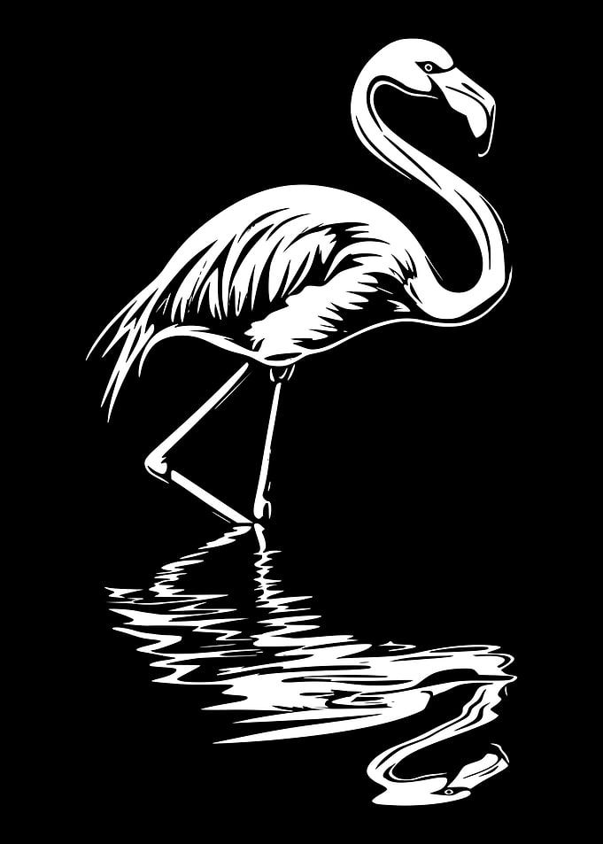 White Flamingo Reflection on Black Background