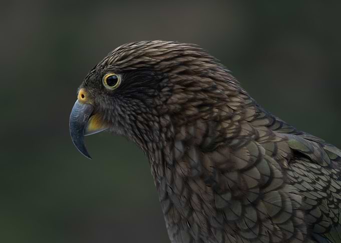 Close-up of a Kea Parrot