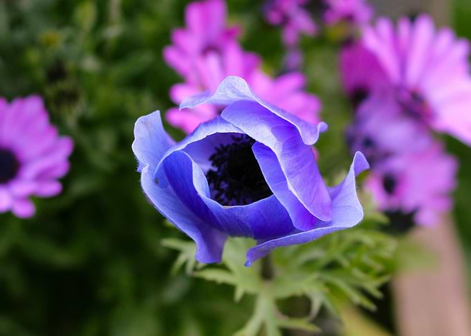 Blue Opening