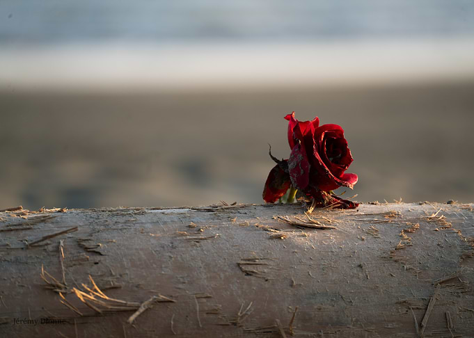 Red Rose on Driftwood