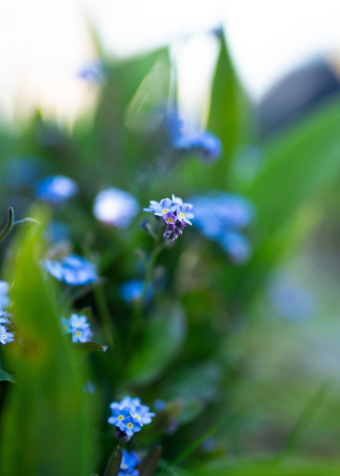 Forget-Me-Not Flowers in Natural Setting