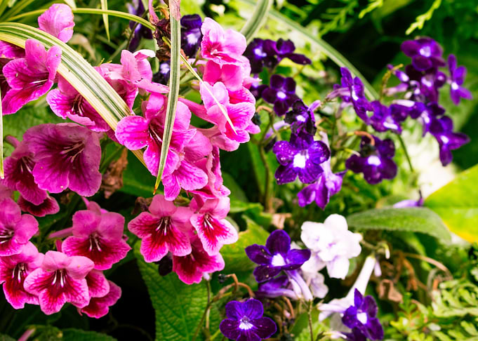 Pink and Purple
