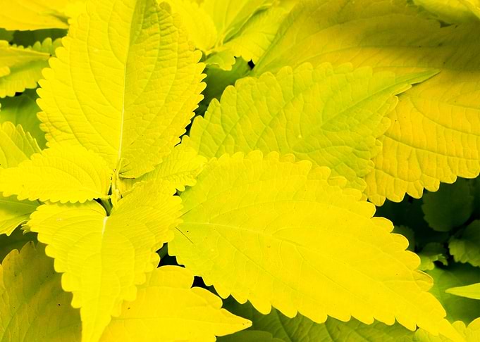 Golden Green