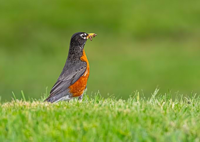 American Robin with Worm
