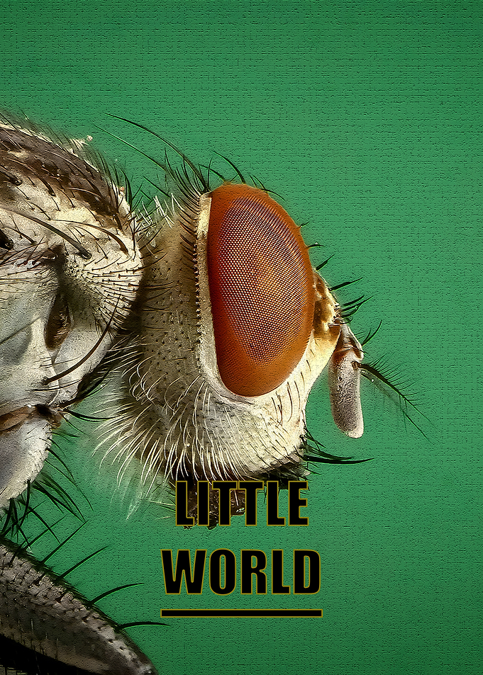 Fly Close-Up: Little World