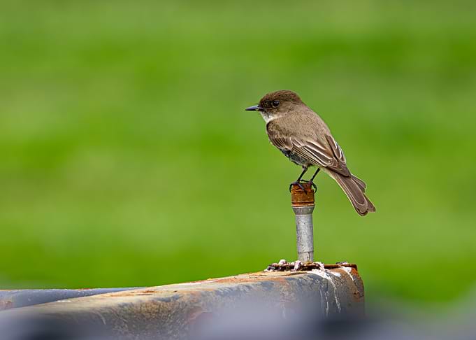 Flycatcher on a Perch