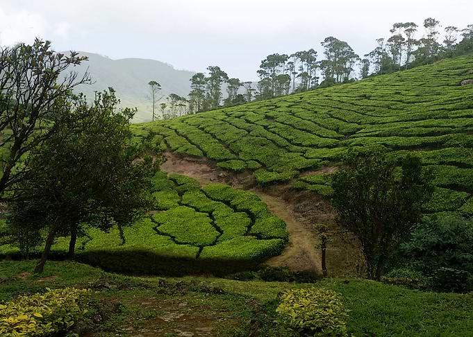 Lush Green Tea Plantation Landscape DG6