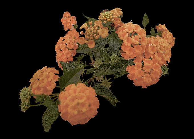 Orange Lantana Flowers on Black Background